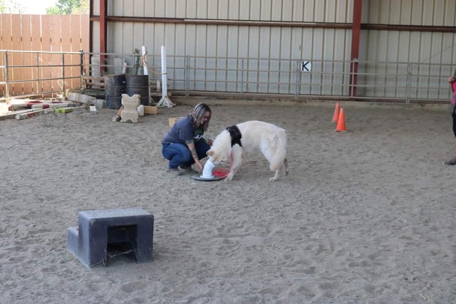 Scent work training