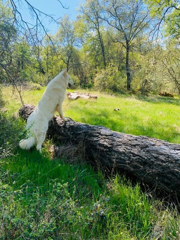 Ghost of the Forest