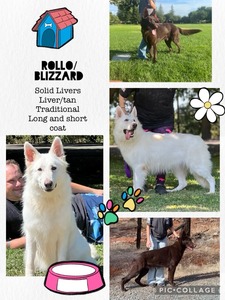 Collage of Blizzard coming up litter