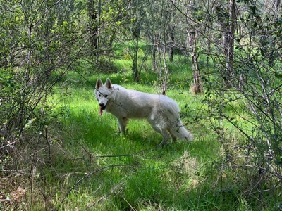 Ghost the wolf of the forest