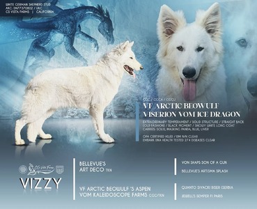 Vizzy