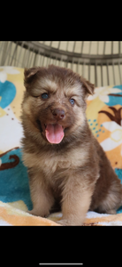 Liver and Tan female