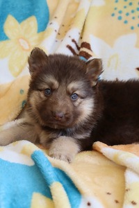 Liver and tan female