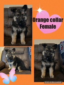Orange Collar