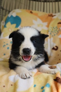 Black and white panda