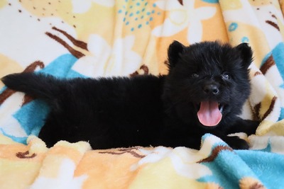 Black floof 