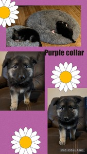 Purple Collar