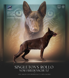 Singleton's Rollo Vom Friedenschutz