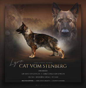 Cat Vom Stenberg (Lyra)
