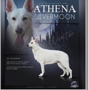 Athena Silvermoon of Artic Mannor (Winter)