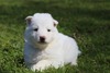 Avita/gatsby silver