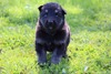 Avita/gatsby Black