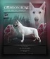 Crimson Rose Of Arctic Manor